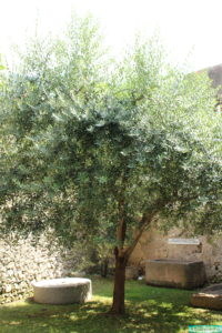 Olivenbaum am Gardasee