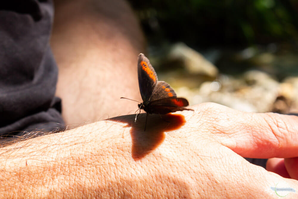 Schmetterling auf der Hand