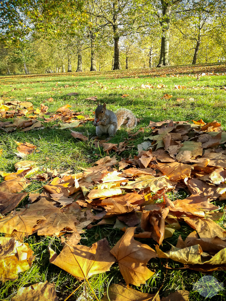 Zutrauliche Eichhörnchen in London