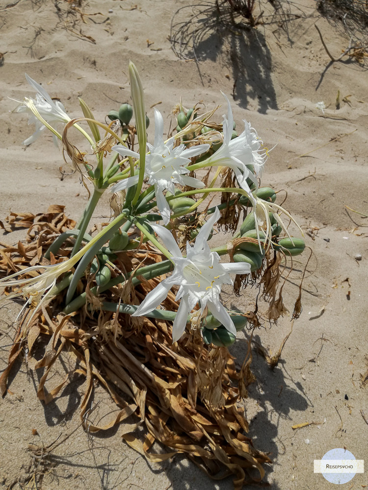 Blume Strand