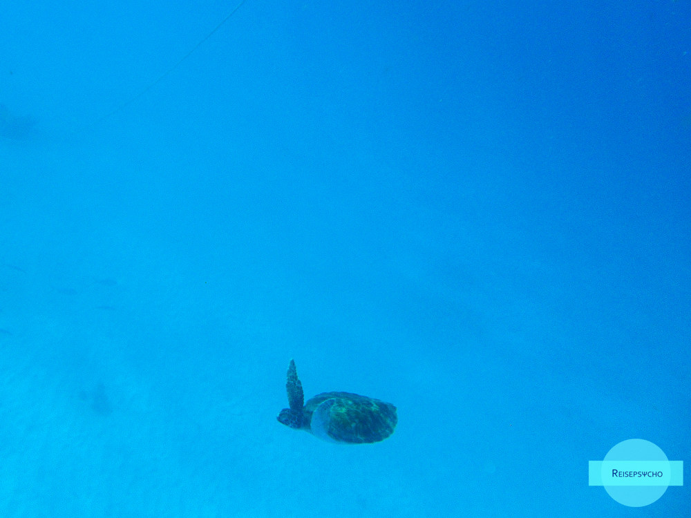 Schildkröten in der Carlisle Bay auf Barbados