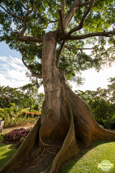 Botanischer Garten Guadeloupe