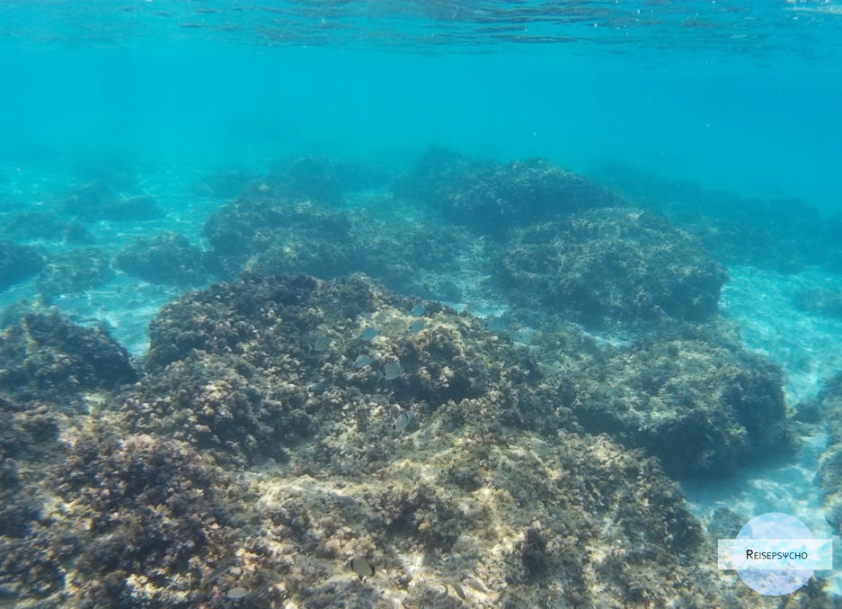 Fischschwarm im Meer