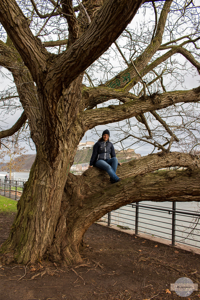 Auf einem Baum sitzen in Koblenz