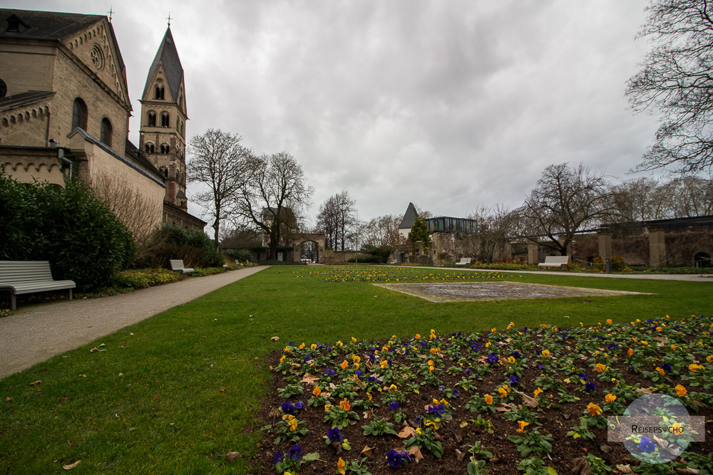 Blühende Stiefmütterchen im Winter in Koblenz