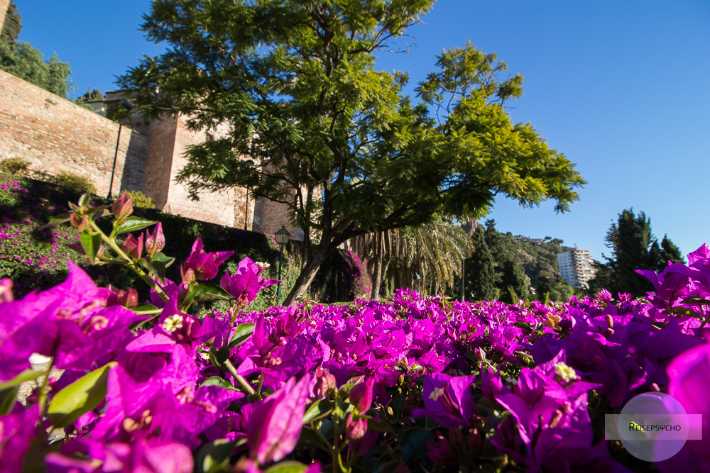 Violette Blumen in Malaga