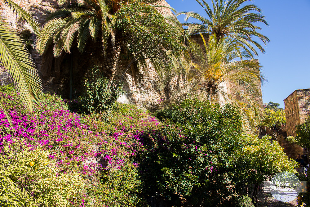 Blühende Pflanzen in Malaga im Dezember