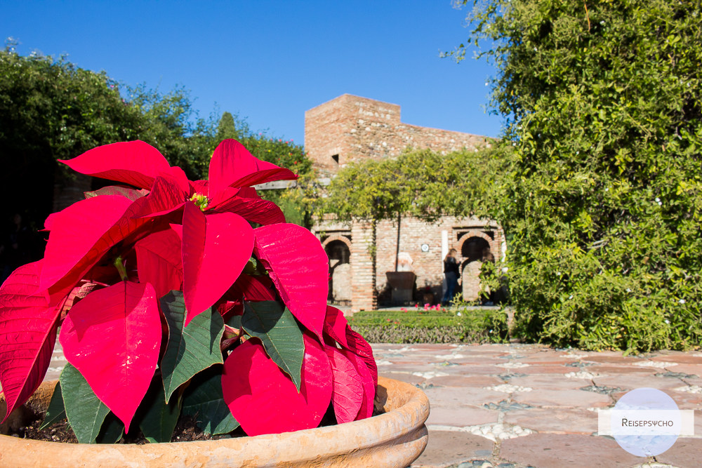 Ein Weihnachtsstern im Topf im Garten der Alcazaba