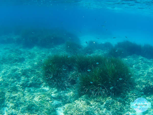 Fischschwarm im Meer beim Schnorcheln in Apulien