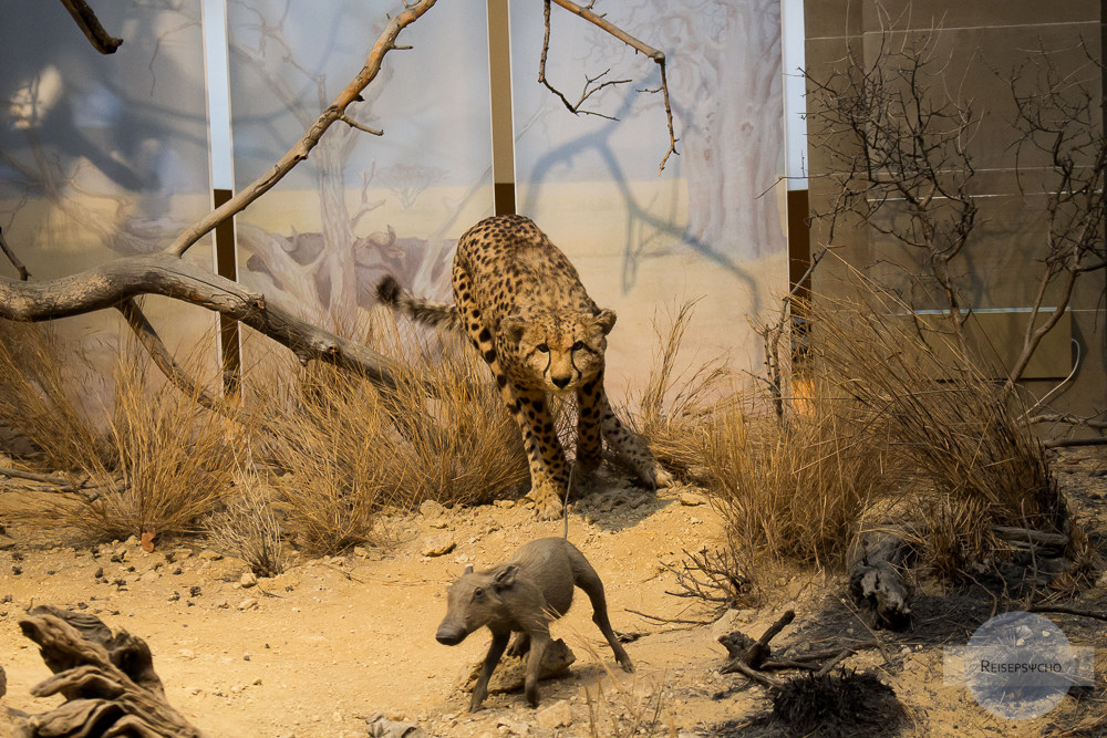 Gepard jagt ein Warzenschwein - Szene mit ausgestopften Tieren im Museum König in Bonn