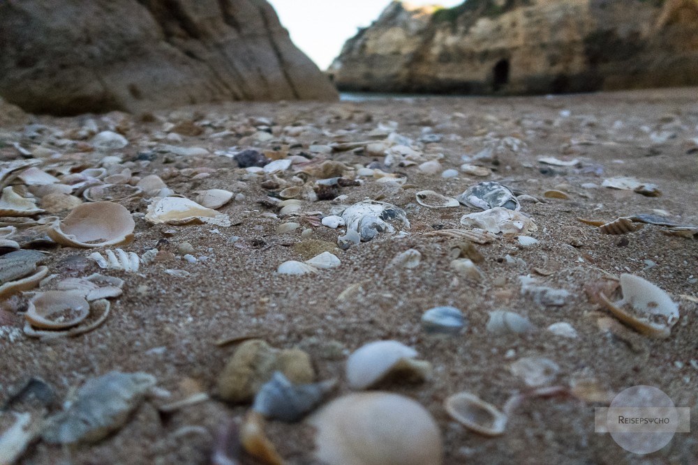 viele Muscheln im Sand am Strand an der Algarve