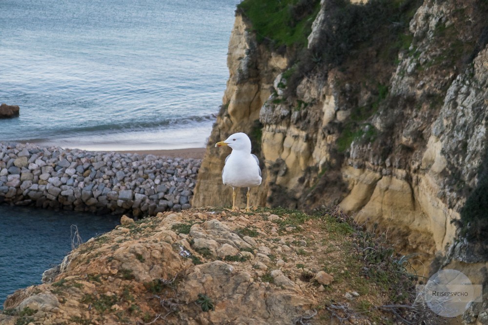 Möwe an der Küste der Algarve