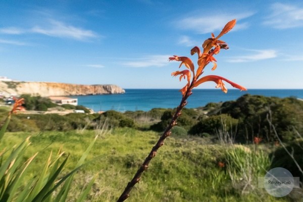 Algarve im Winter - sieht mehr nach Frühling aus