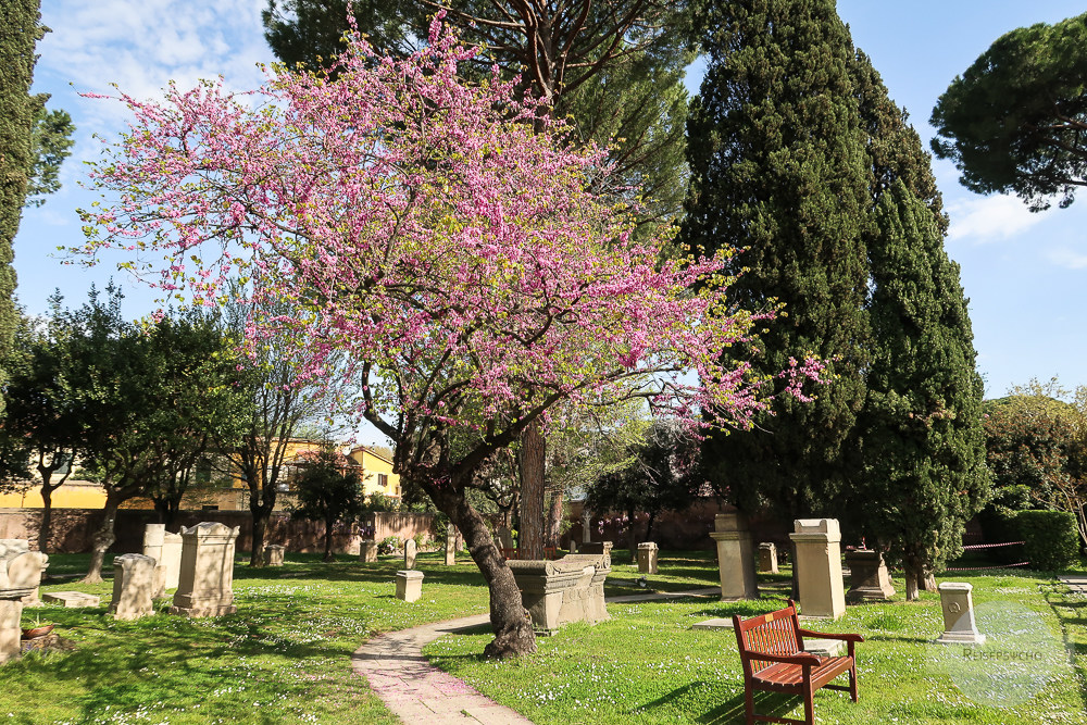 Cimitero Acattolico in Rom mit Baum in Blüte