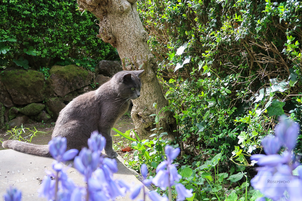 römische Katze am Cimitero Acattolico in Rom