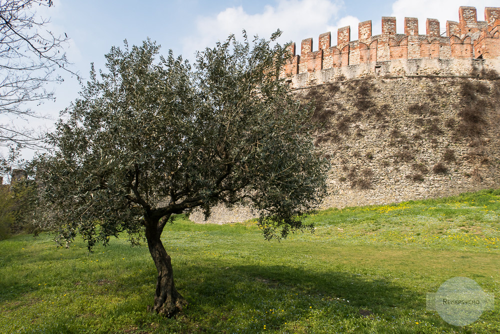 Castello in Soave hinter einem Olivenbaum