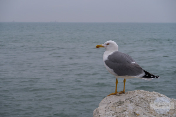 Möwe am Lido in Venedig