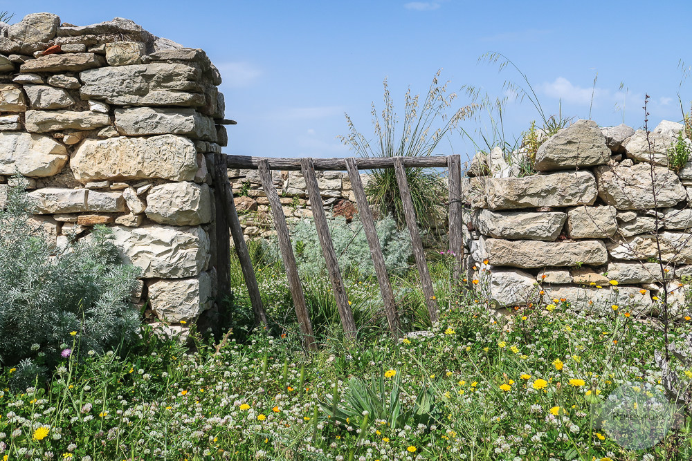 Alte Mauern und viele Blumen - das ist Segesta