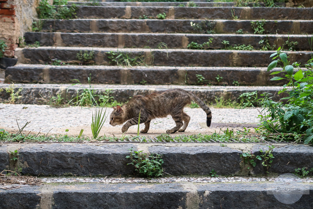 Katze in Agrigent