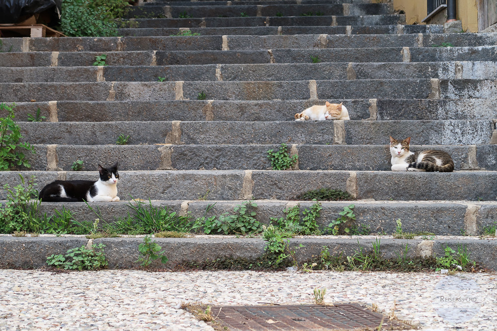 Katzen schlafen auf den Stufen