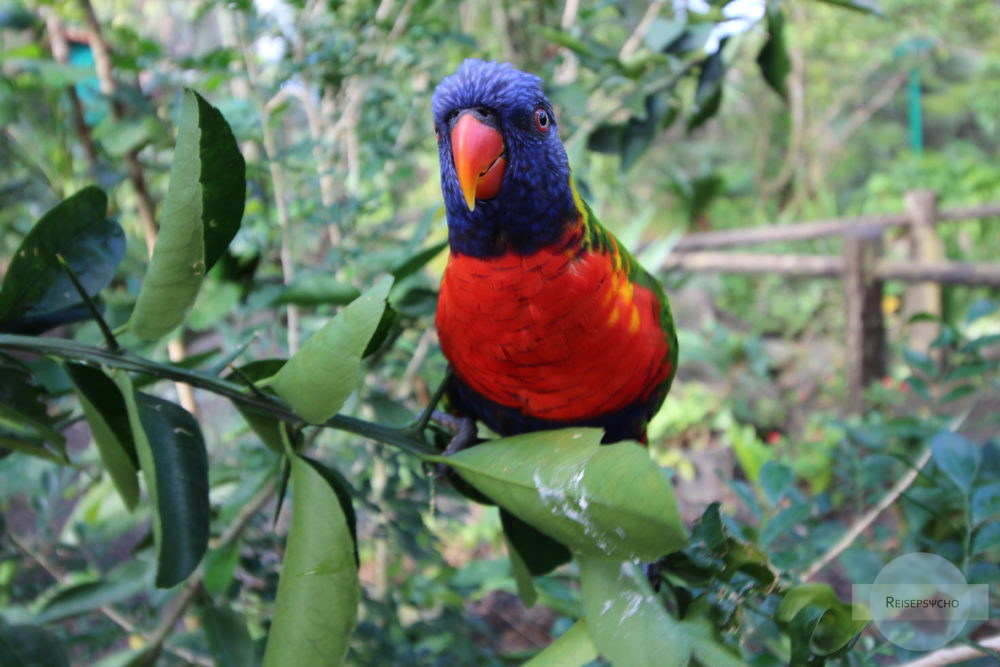 Papagei auf Guadeloupe