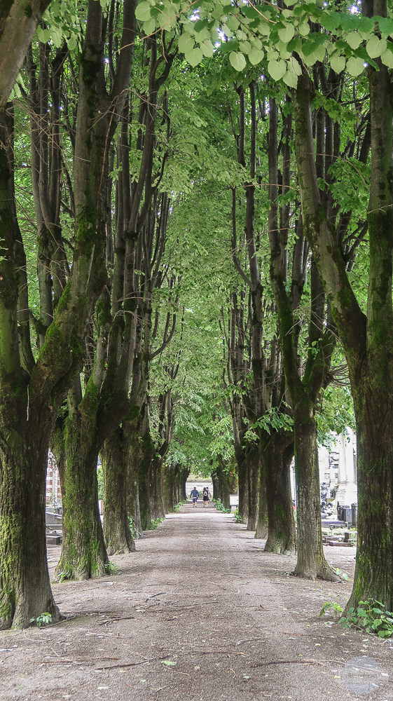Allee von hohen Bäumen