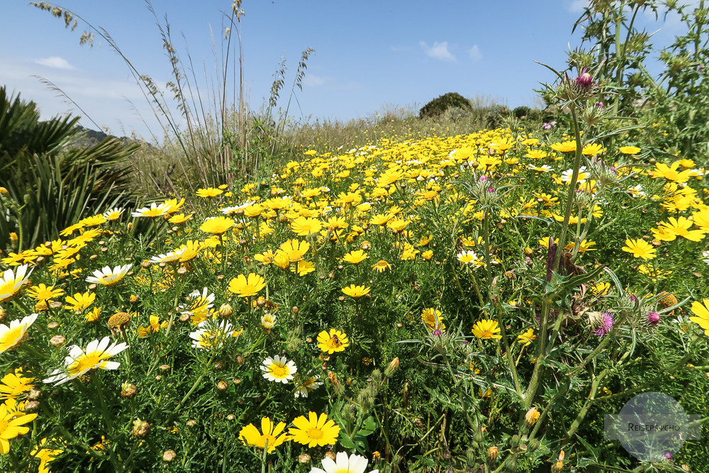 Blumenmeer in Sizilien