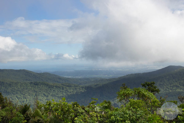 Regenwald auf Guadeloupe in der Karibik