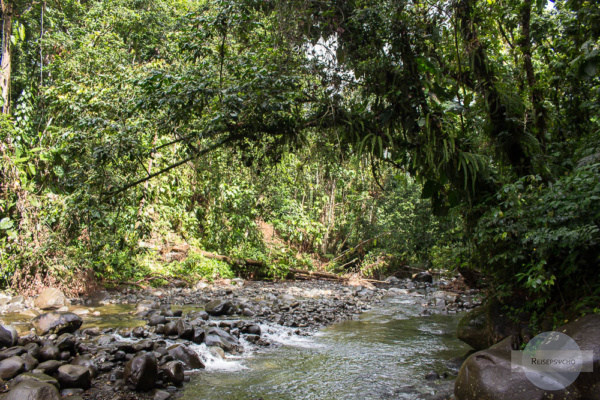 Bach im Regenwald - unbedingt im Guadeloupe Urlaub besuchen