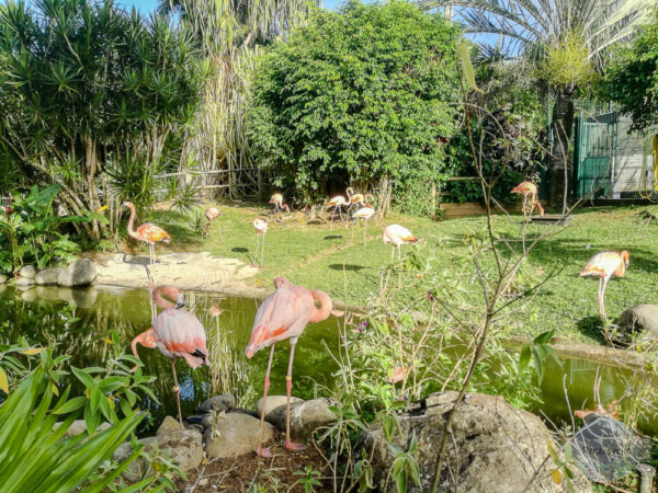 Flamingos im Botanischen Garten auf Guadeloupe
