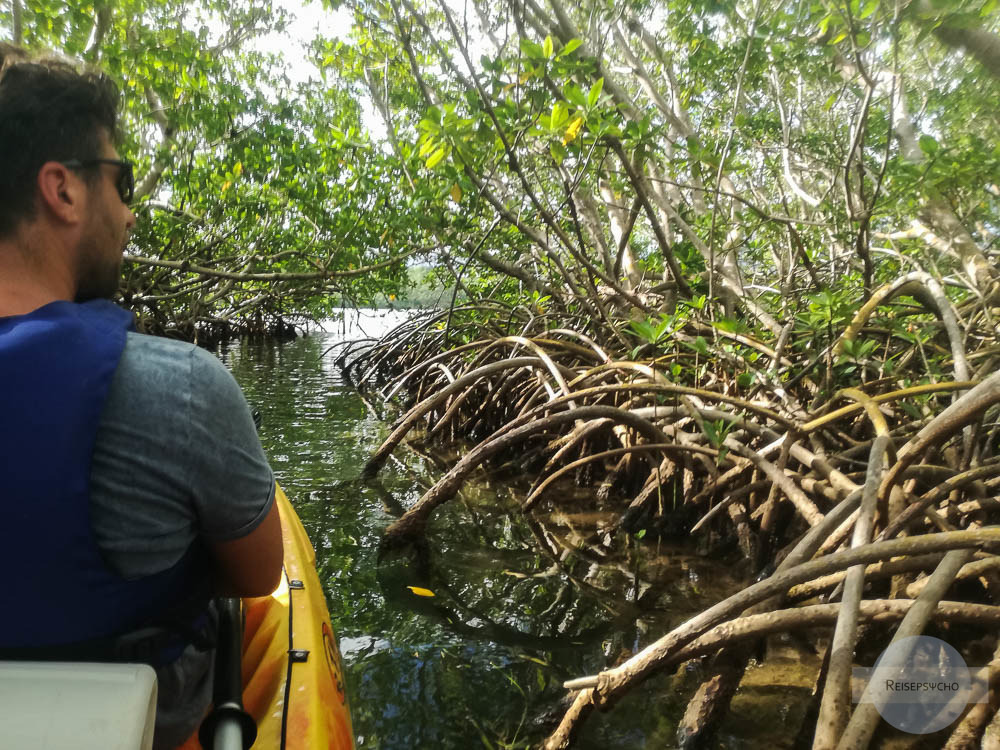 Kanufahrt in den Mangrovenwäldern auf Guadeloupe