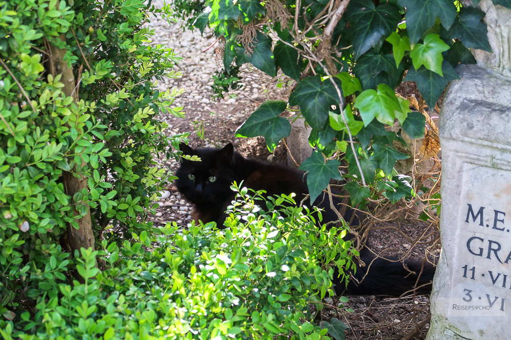 Römische Katze am Cimitero Acattolico