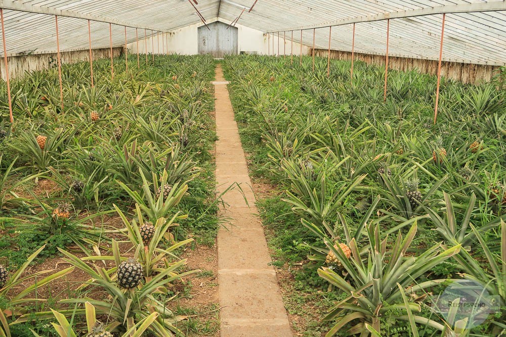 Ananas auf den Azoren - Reisetipps für Kulinarik