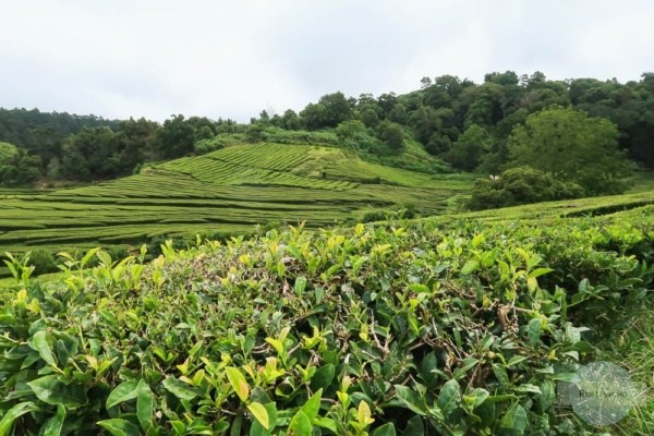 Teeplantage Cha Gorreana auf den Azoren