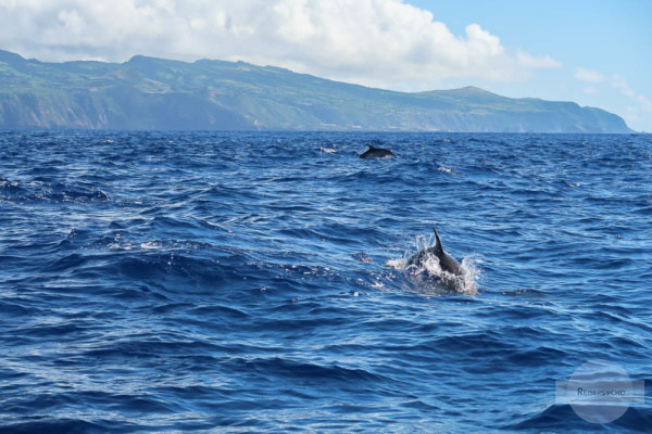 Auch Delfine sieht man beim Whale Watching auf den Azoren