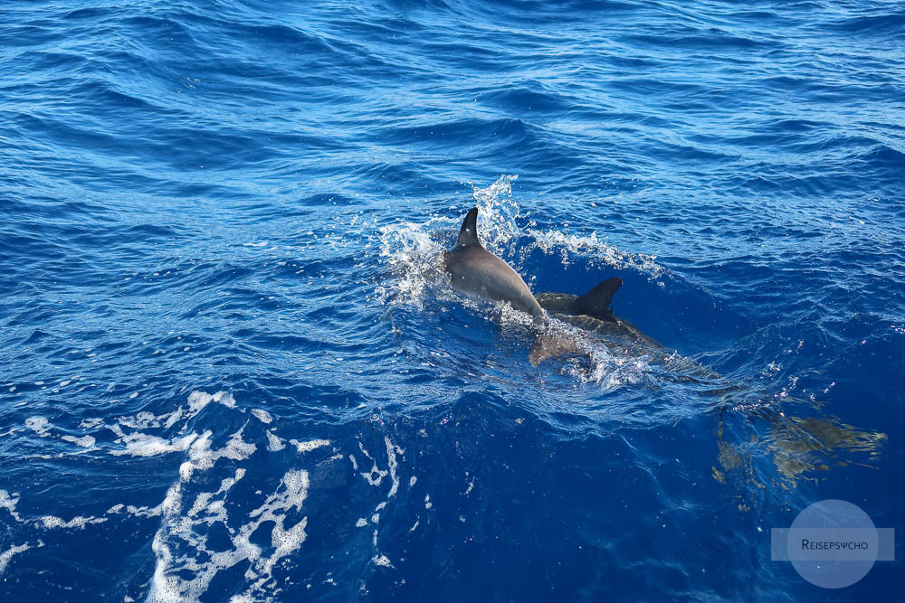 Delfinmama mit Kind im Atlantik vor den Azoren