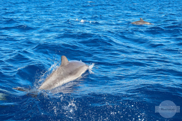 Whale Watching Azoren Wale Beobachten Und Delfinschwimmen