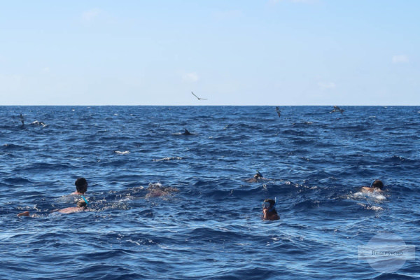 Mit Delfinen auf den Azoren schwimmen