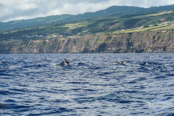 Delfine vor Sao Miguel