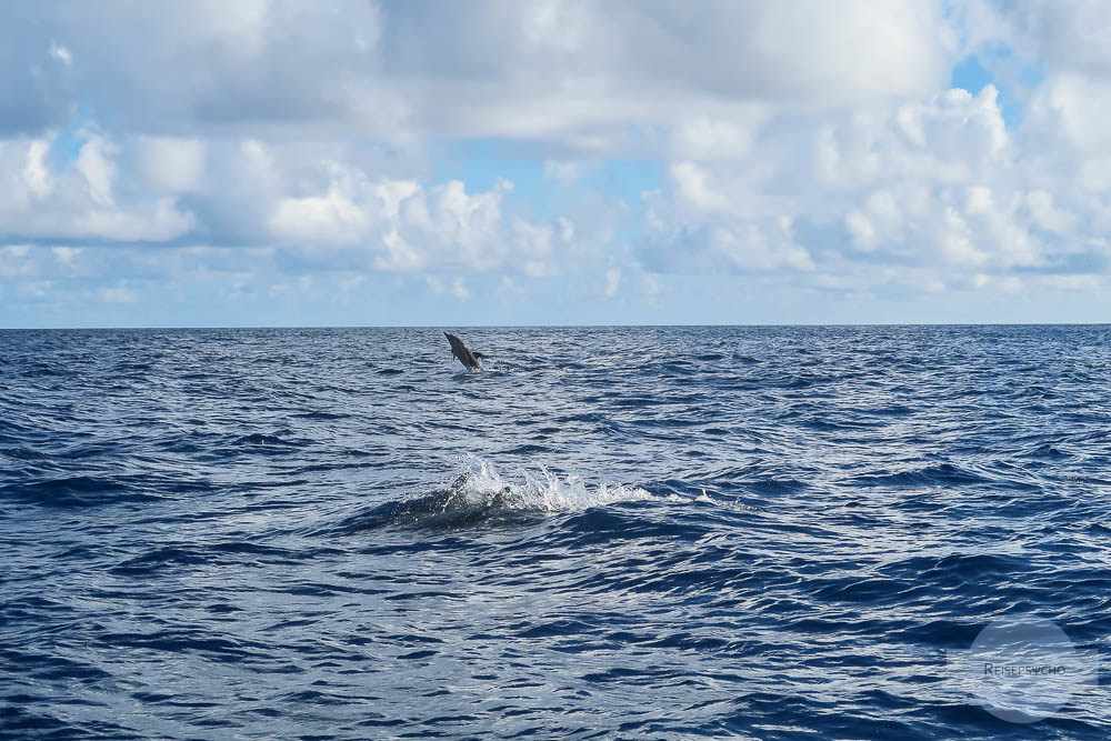 Gemeiner Delfin Azoren Sao Miguel
