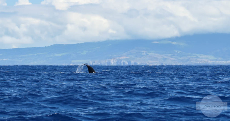 Whale Watching Azoren – Wale beobachten und Delfinschwimmen