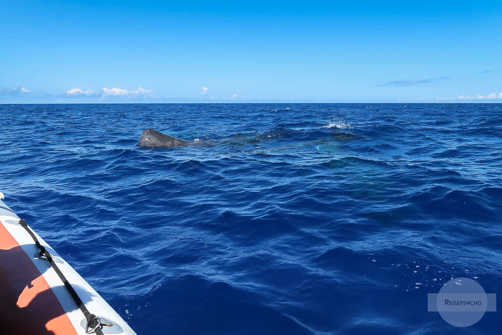 Wal neben Boot beim Whale Watching Azoren
