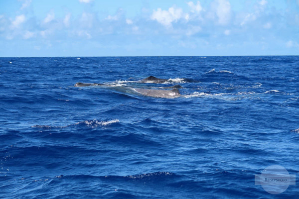 Wale im Meer Umweltschutz