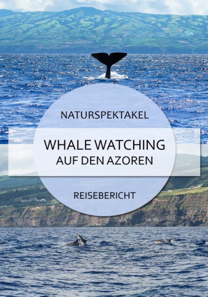 Whale Watching auf den Azoren Reisebericht Pin