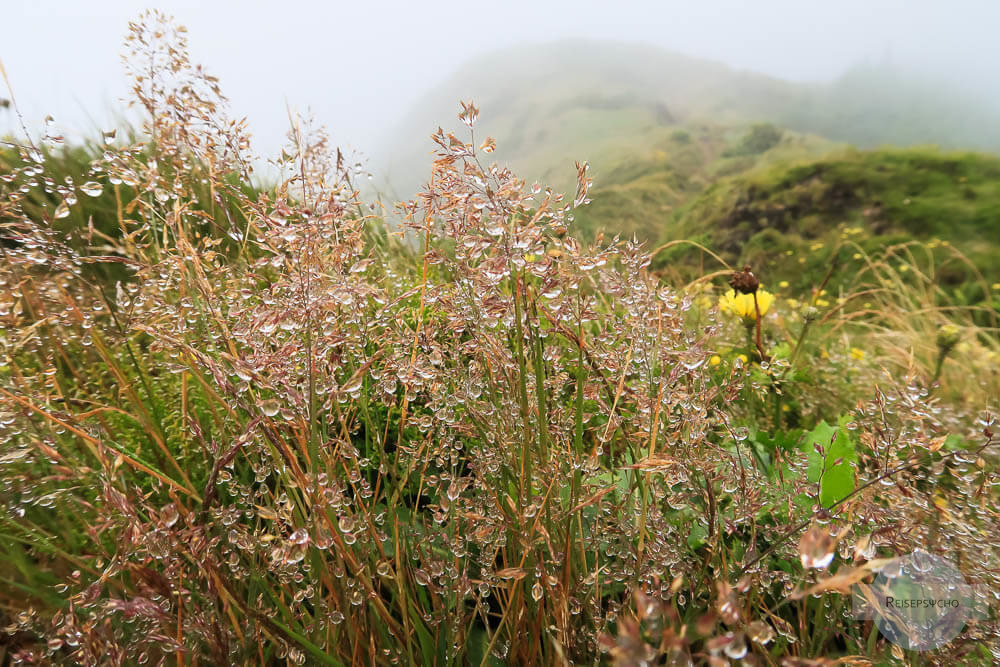 Regentropfen auf Gras