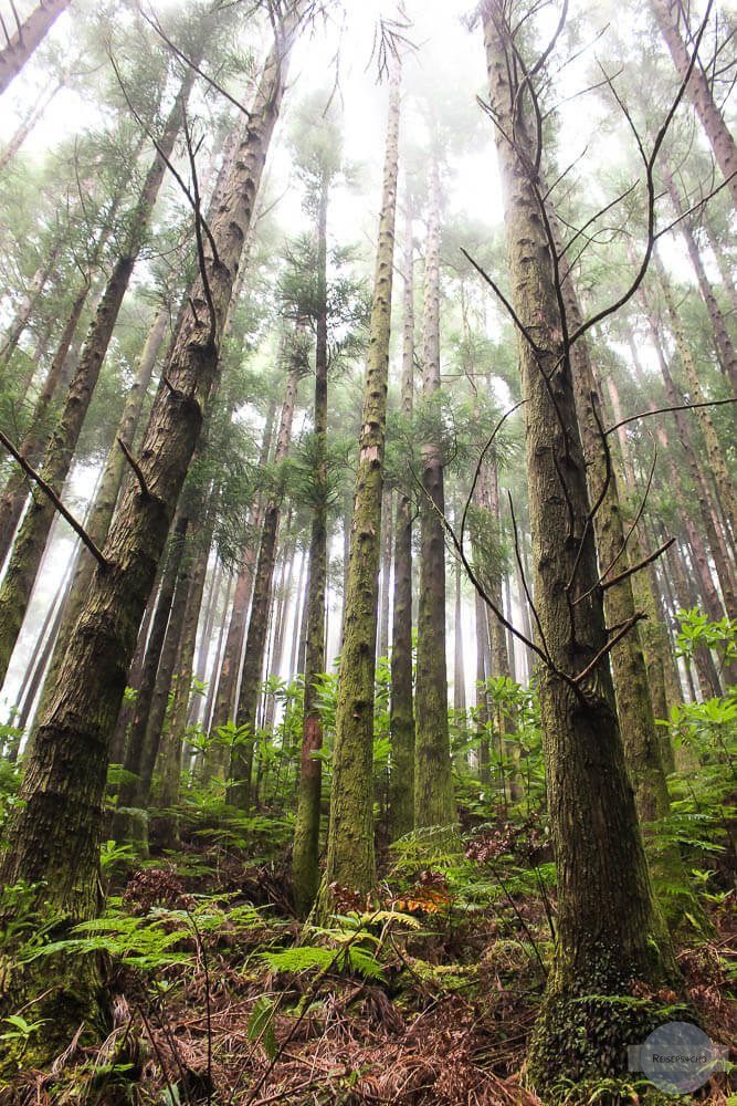 Regen Wald Foto