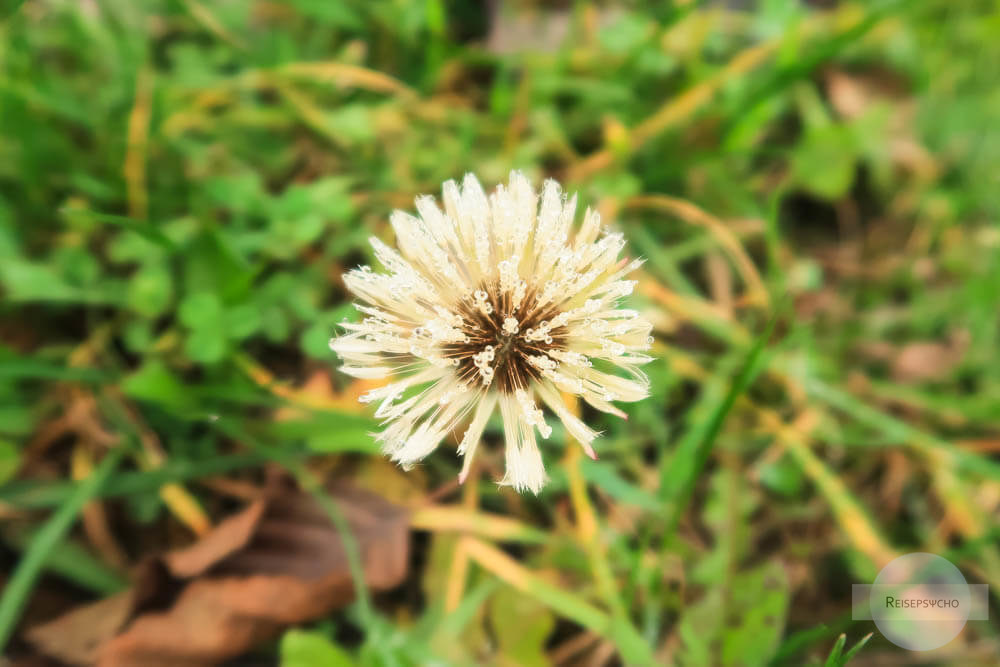 Pusteblume mit Regentropfen