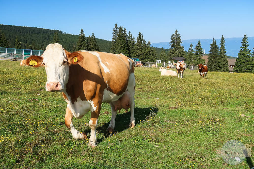 Verhalten wenn Kuh nahe kommt