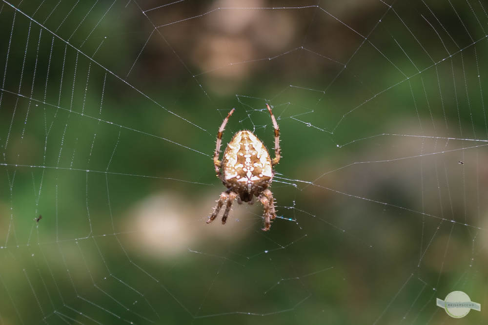 Spinne auf Kreta