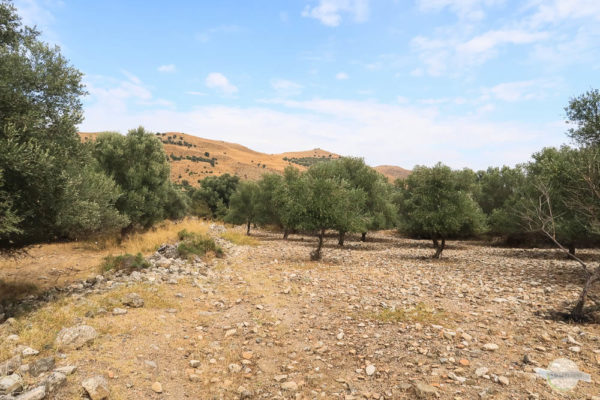 Olivenbäume auf Kreta